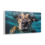 Dog under water