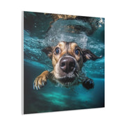 Dog under water