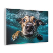 Dog under water