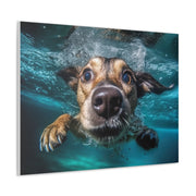 Dog under water